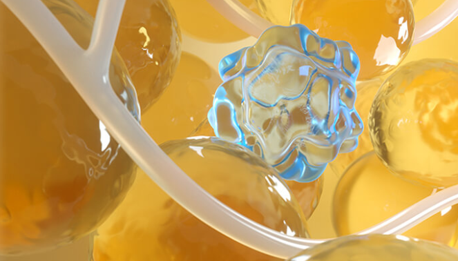  Fat Cells Work